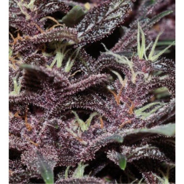 purple kush autoflower cannabis pics