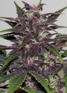 purple kush autoflower cannabis pics