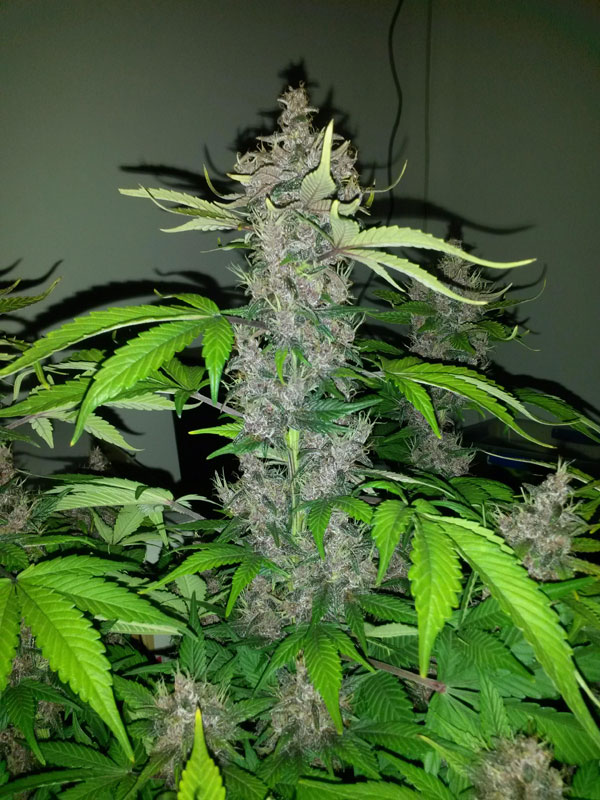 purple kush autoflower cannabis pics