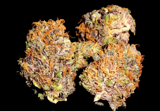 purple kush autoflower cannabis pics