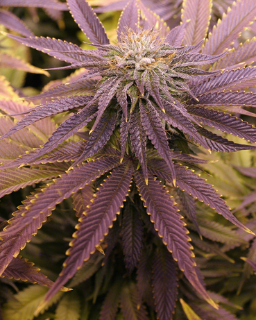 purple kush autoflower cannabis pics