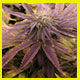 purple kush photo link