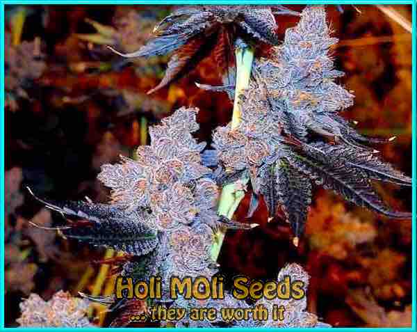 purple thai cannabis pics