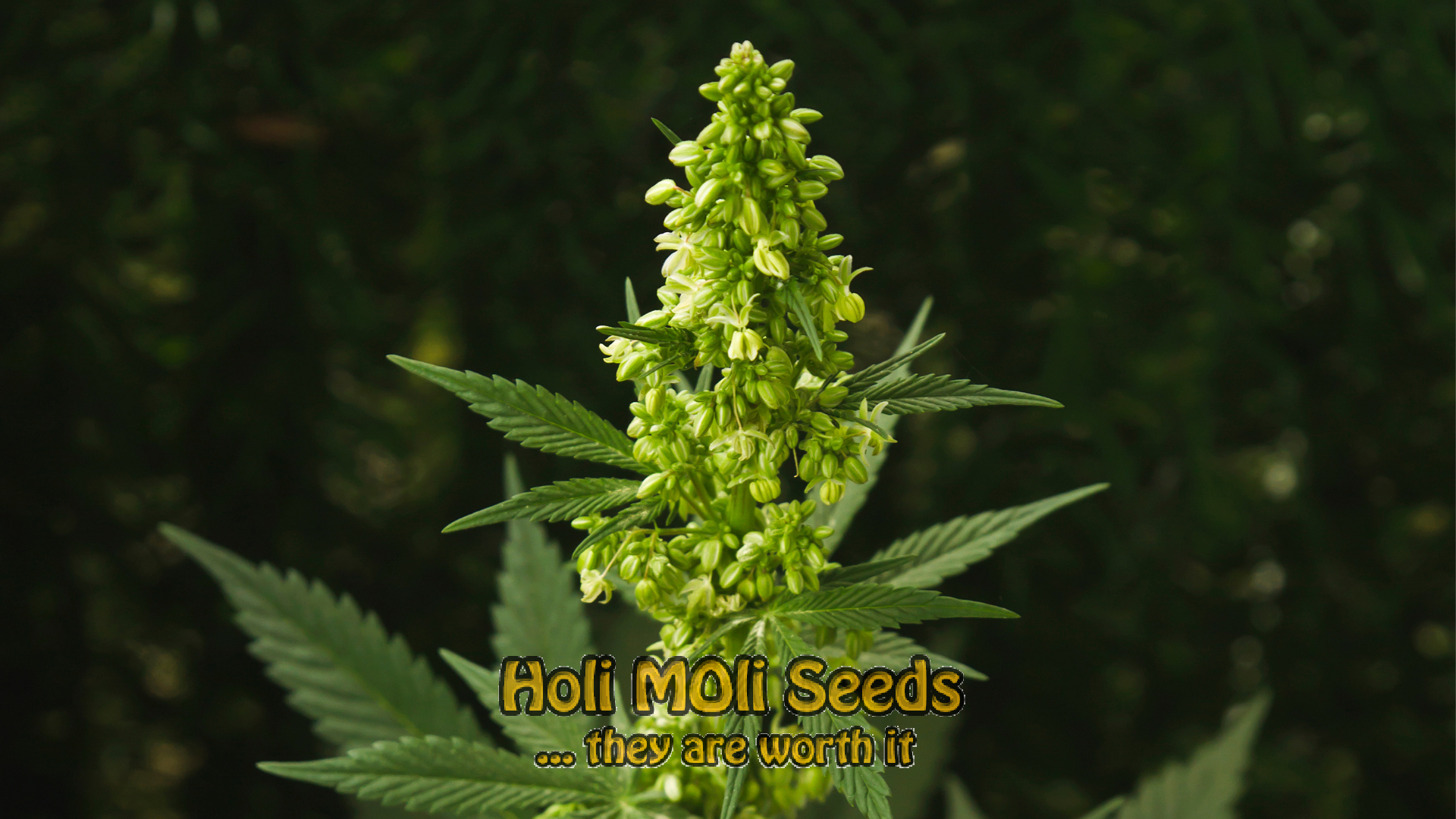 northern lights haze cannabis pics