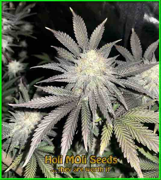 northern lights haze cannabis pics