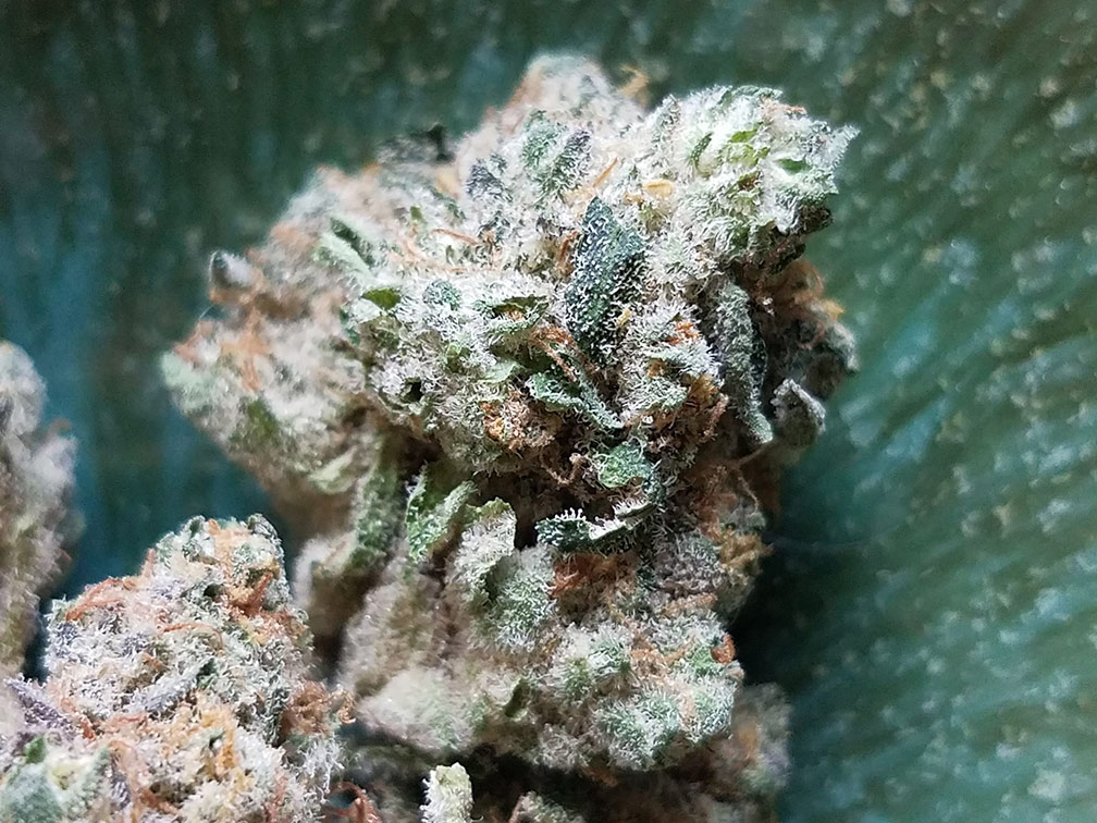 skittlez Marijuana Pics