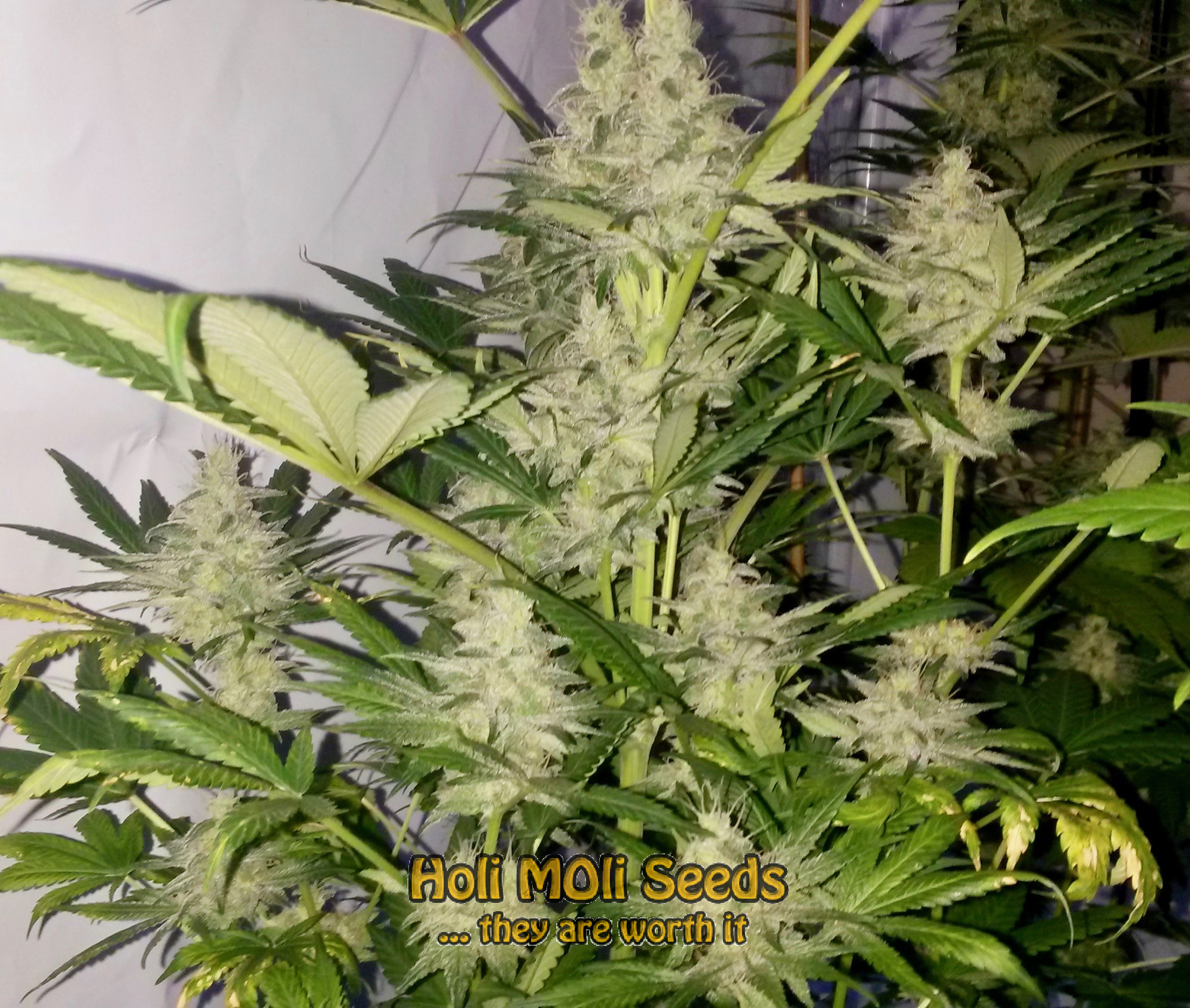 skunk cannabis pics