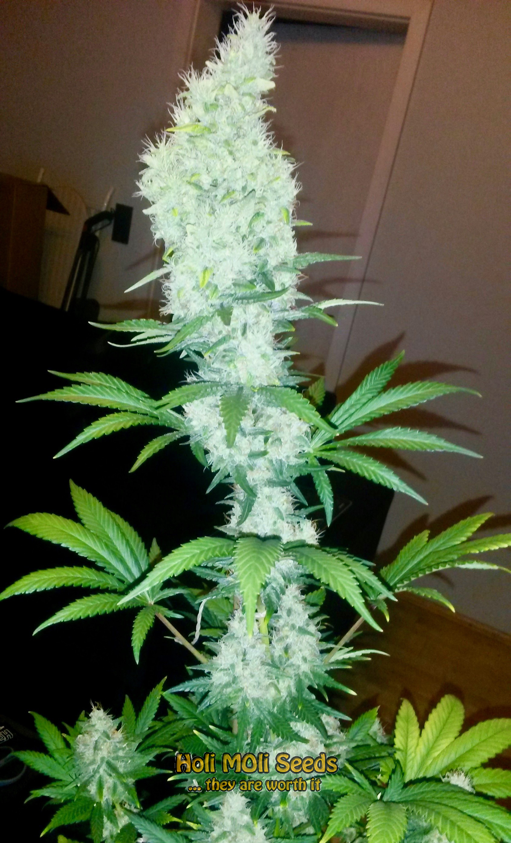 skunk cannabis pics