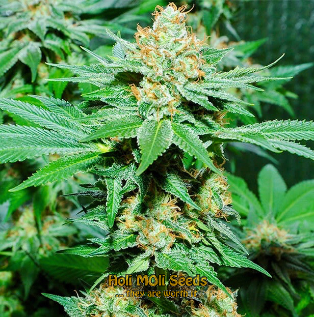 skunk cannabis pics