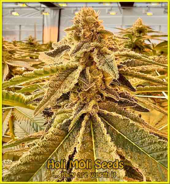 skunk cannabis pics