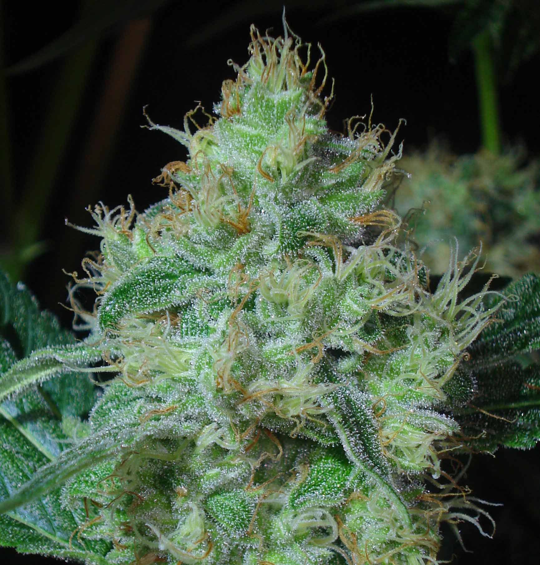 skywalkers ghost cannabis pics