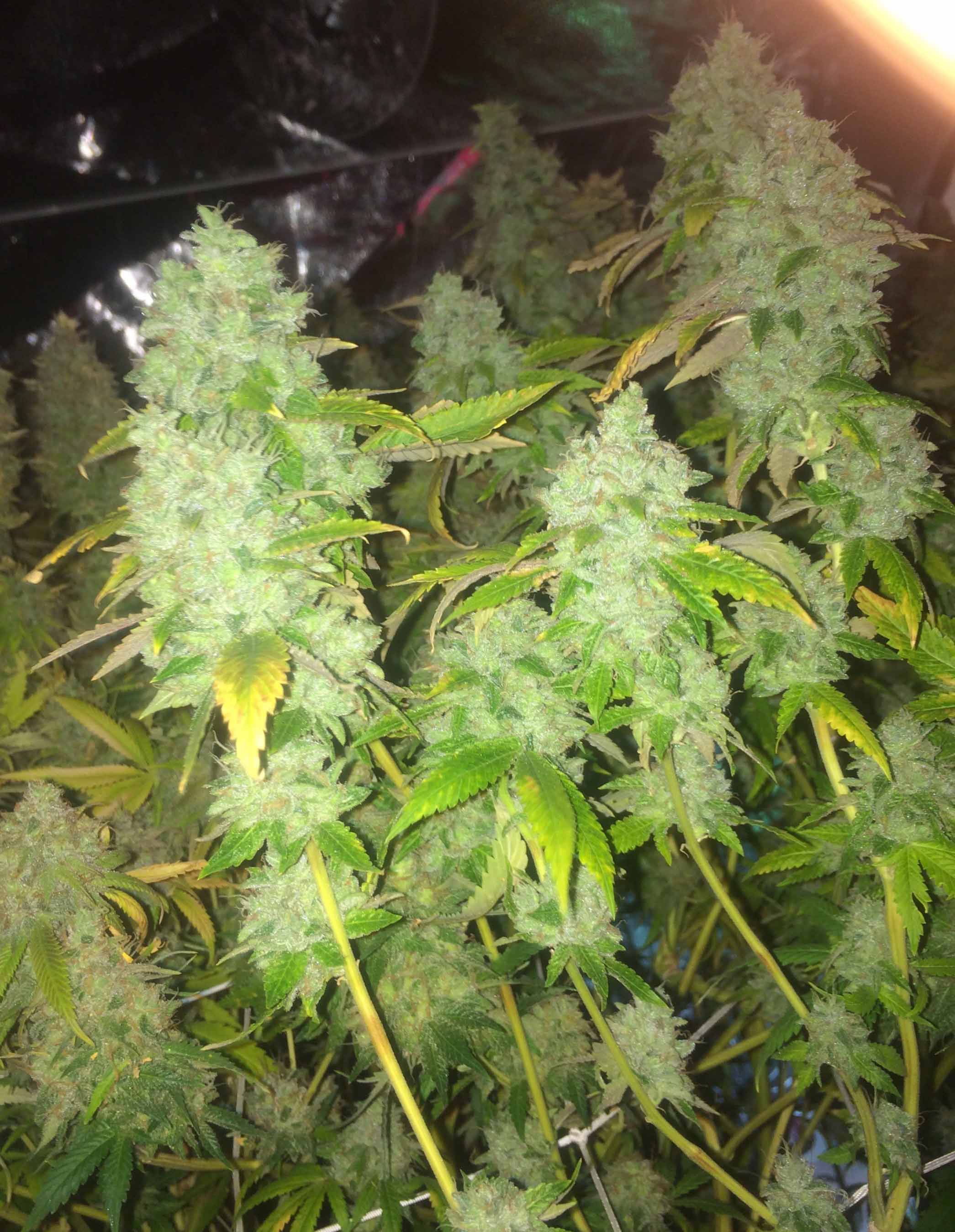 skywalkers ghost cannabis pics