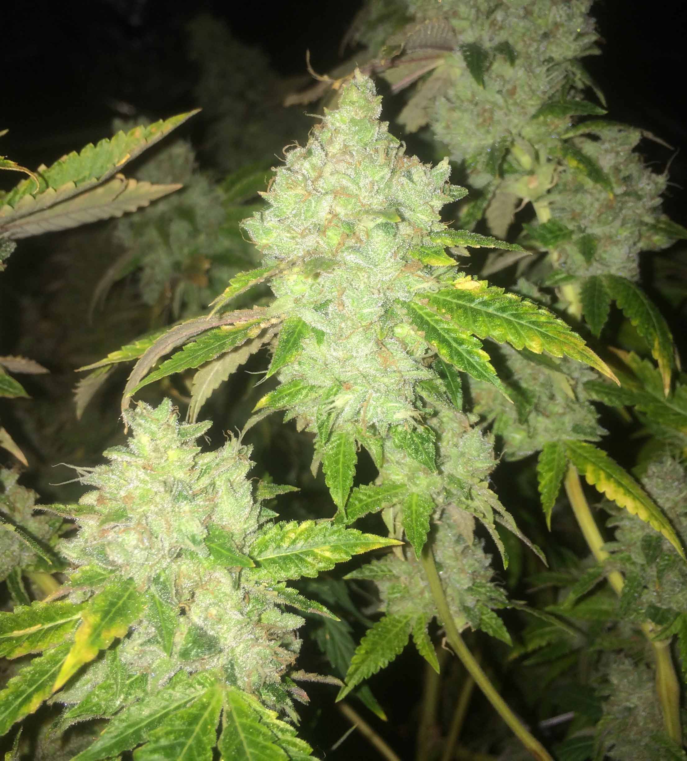 skywalkers ghost cannabis pics