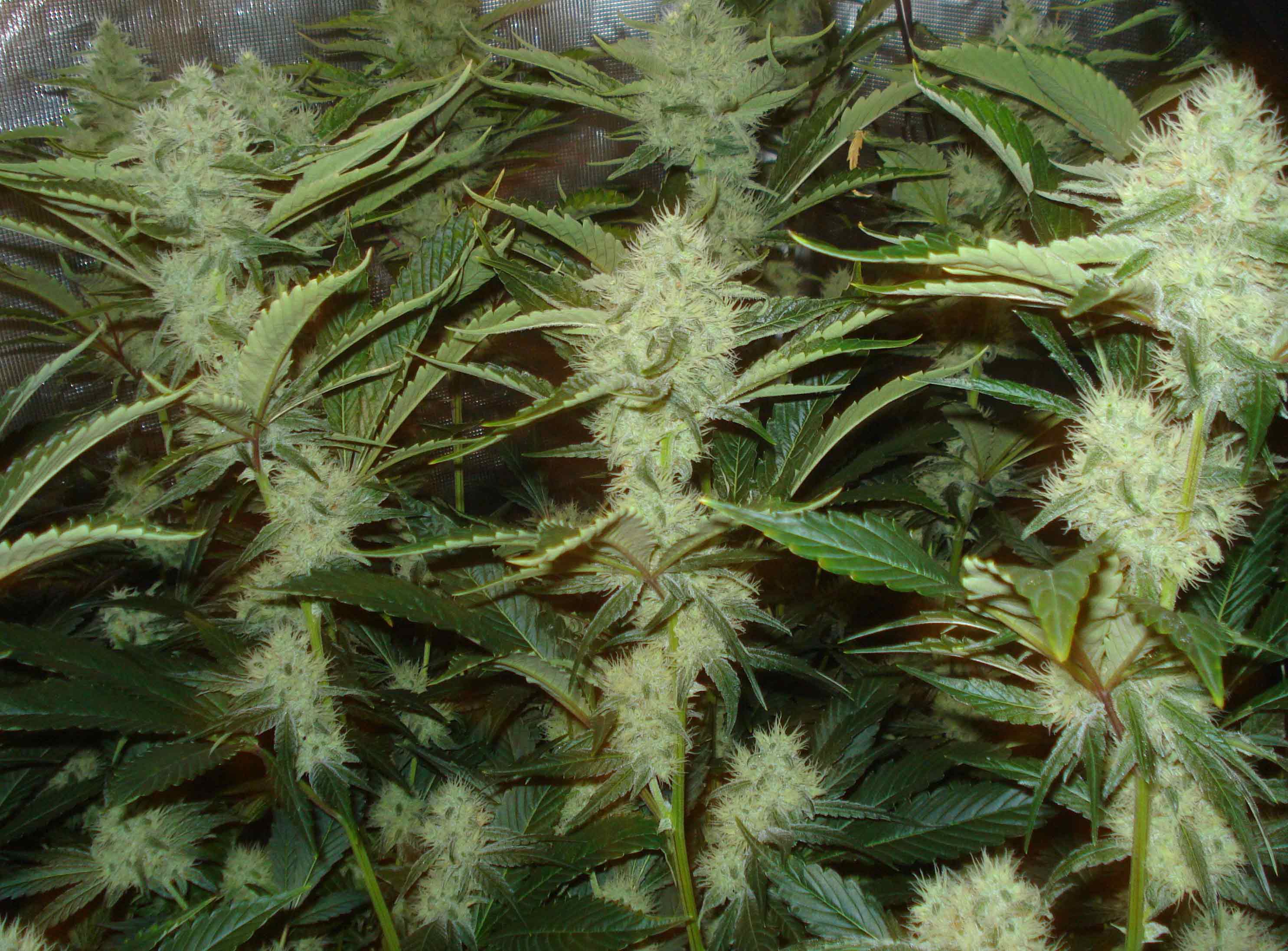 skywalkers ghost cannabis pics