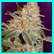 sour diesel photo link