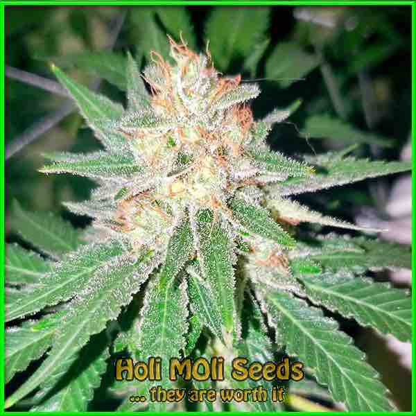 sour lemon cannabis pics