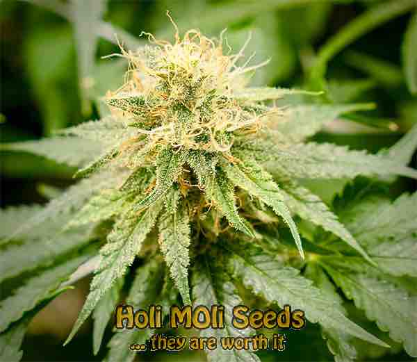 sugar candy cannabis pics