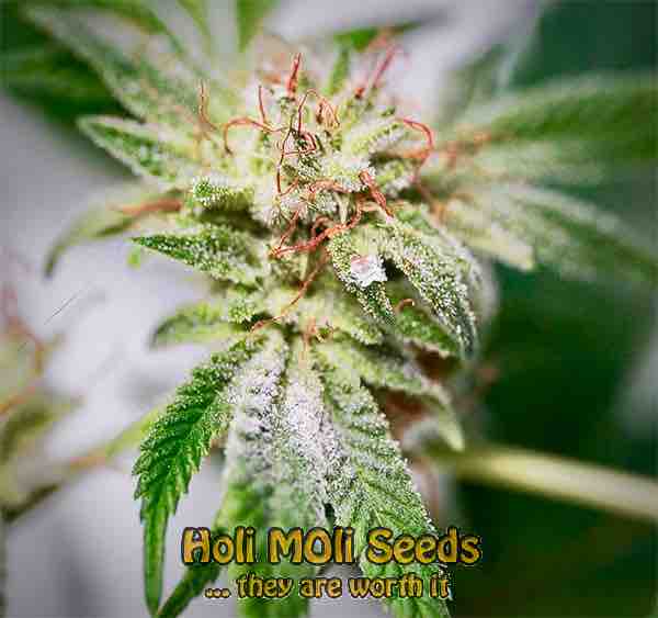 sugar candy cannabis pics