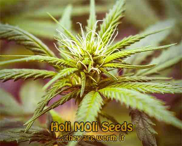 sugar candy cannabis pics
