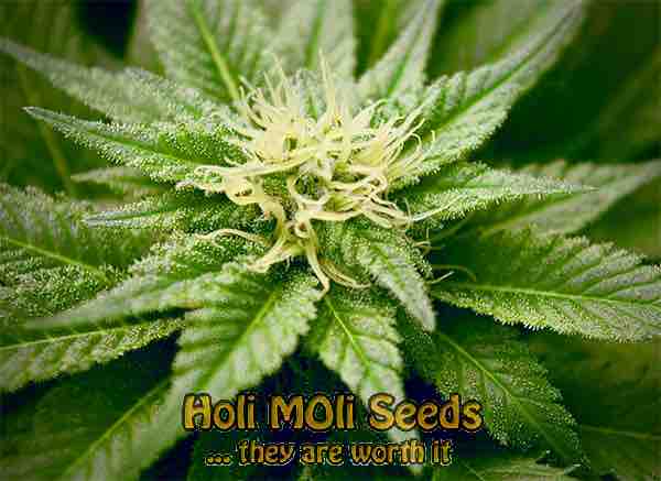 sugar candy cannabis pics