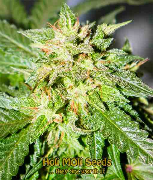 sugar candy cannabis pics