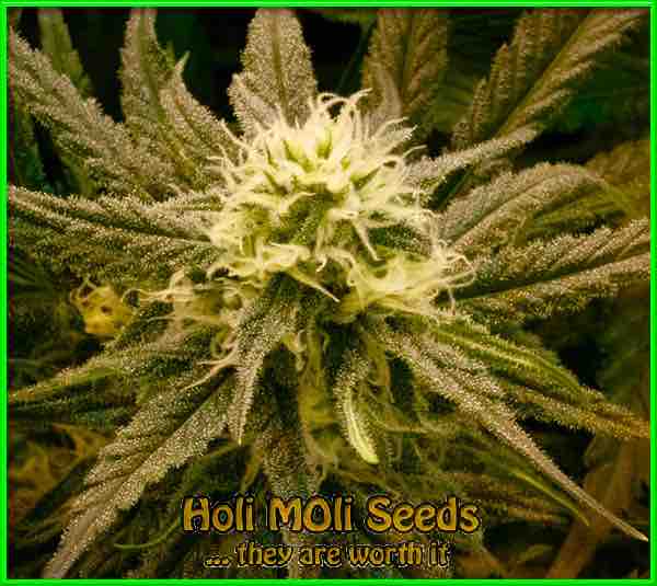 sugar candy cannabis pics