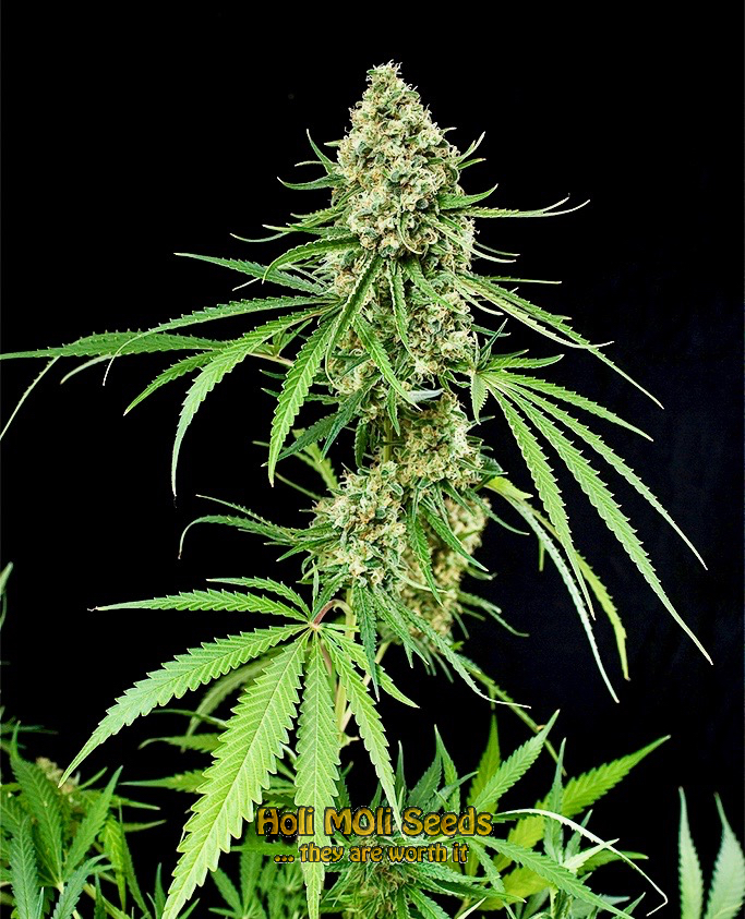 super critical cannabis pics