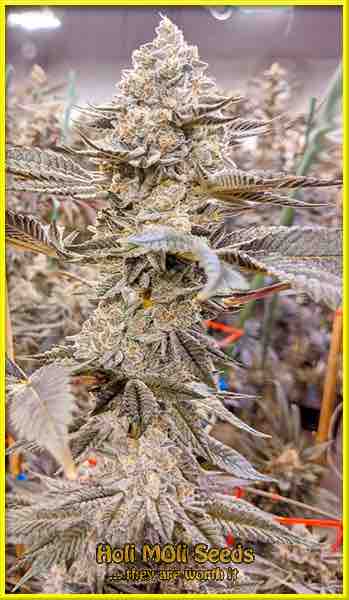 super critical cannabis pics