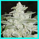 super silver haze photo link