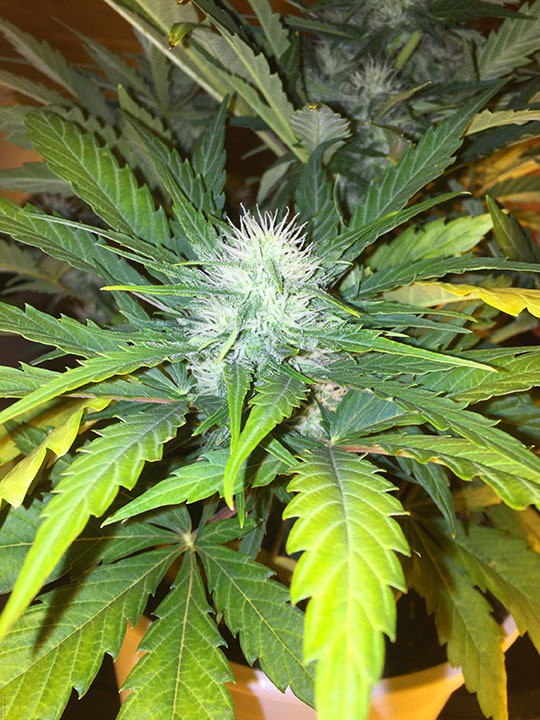 super skunk autoflower cannabis pics