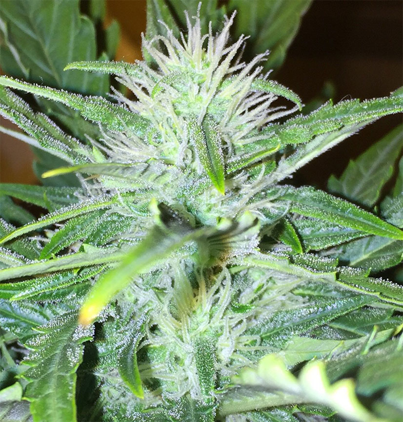 super skunk autoflower cannabis pics