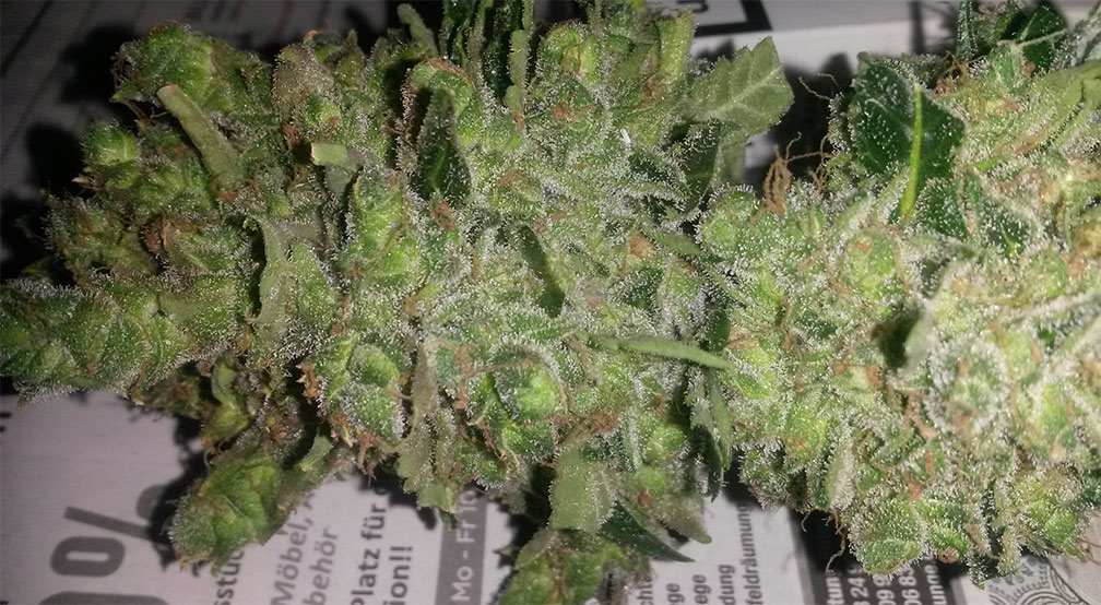 super skunk autoflower cannabis pics