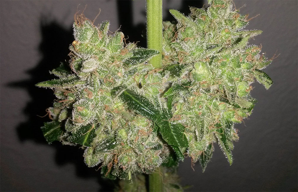 super skunk autoflower cannabis pics