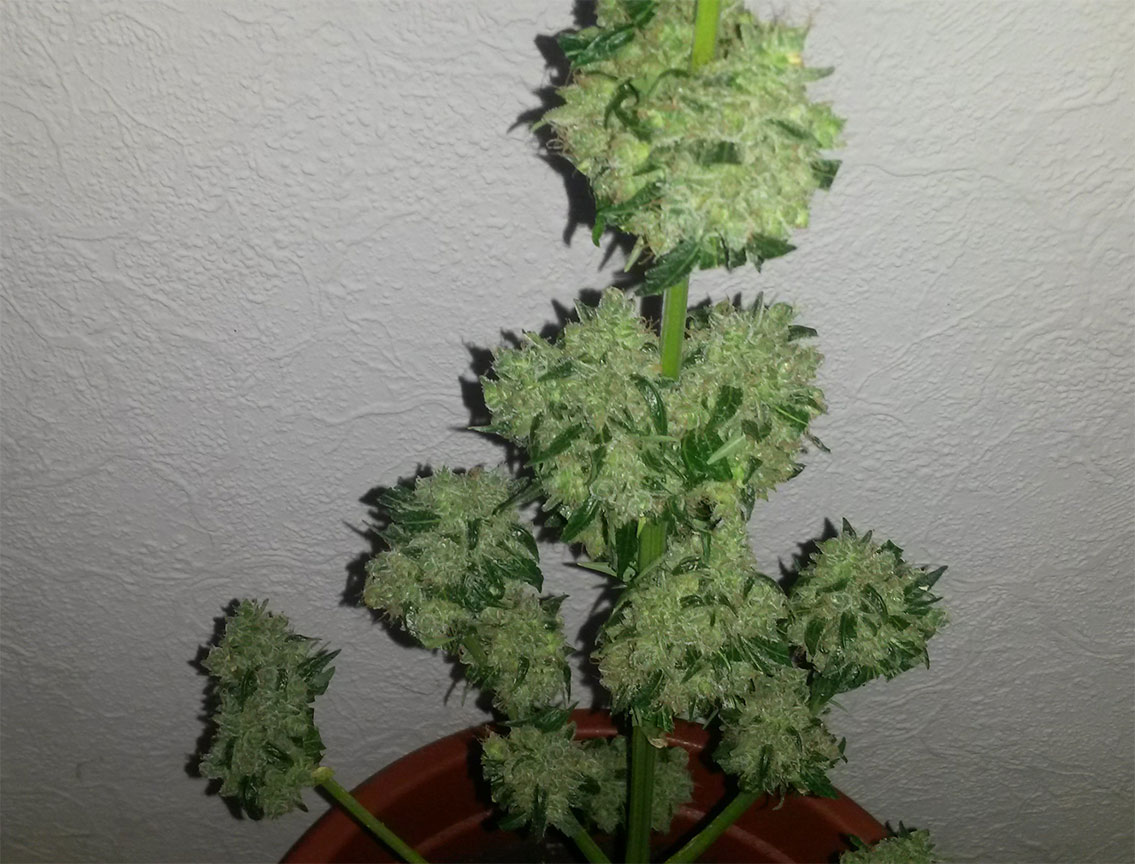 super skunk autoflower cannabis pics