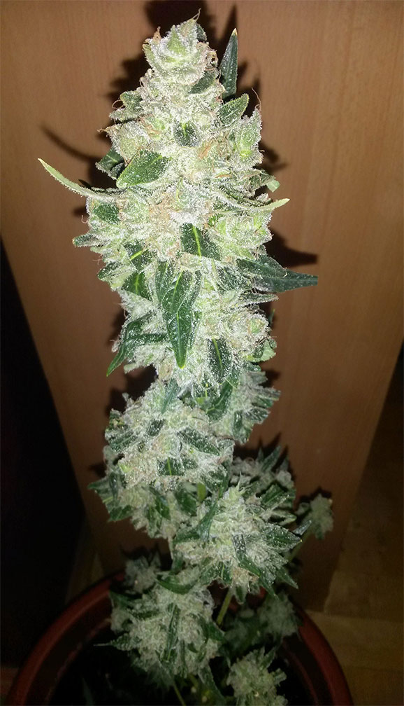 super skunk autoflower cannabis pics