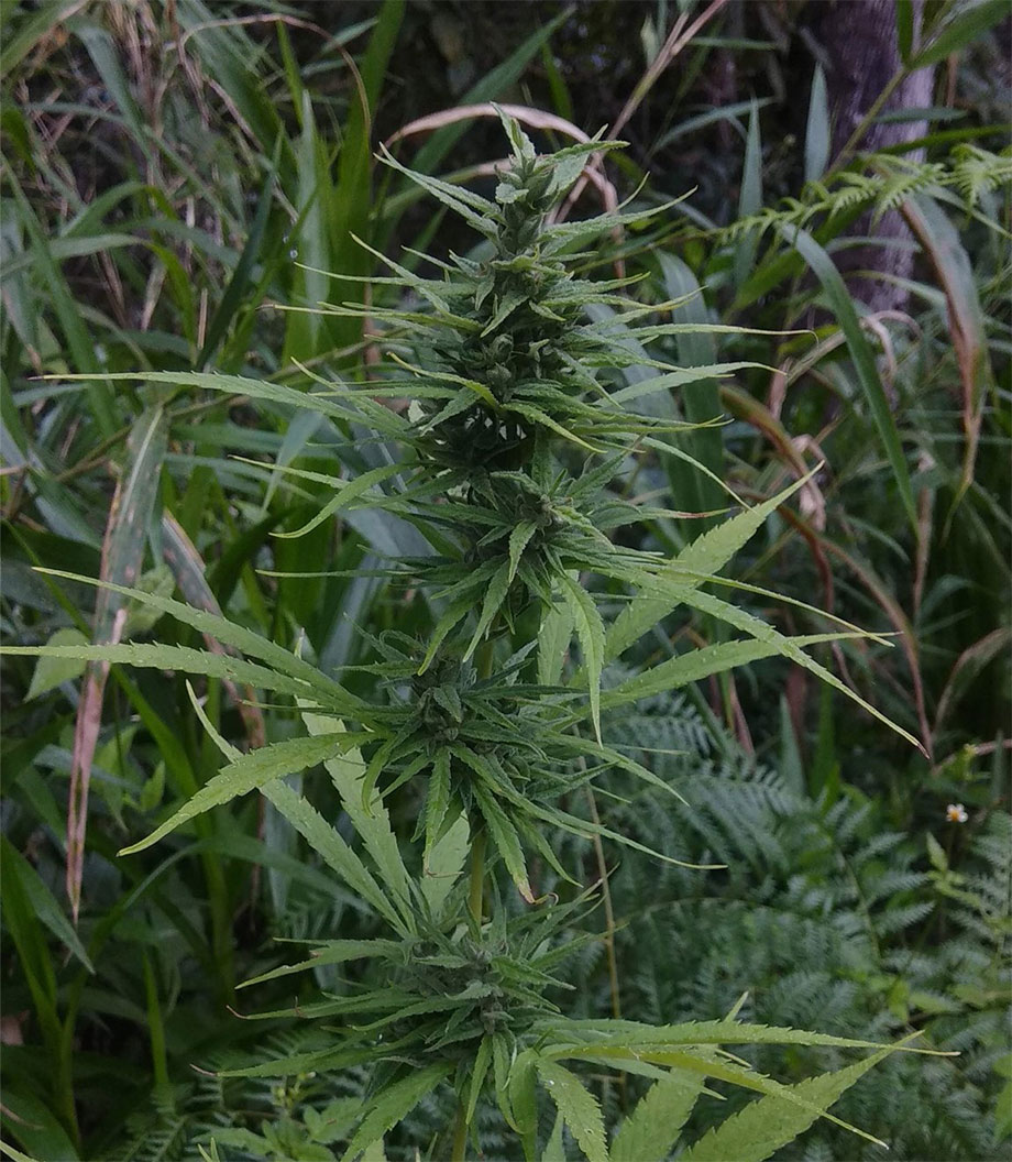 thai stick Marijuana Pics