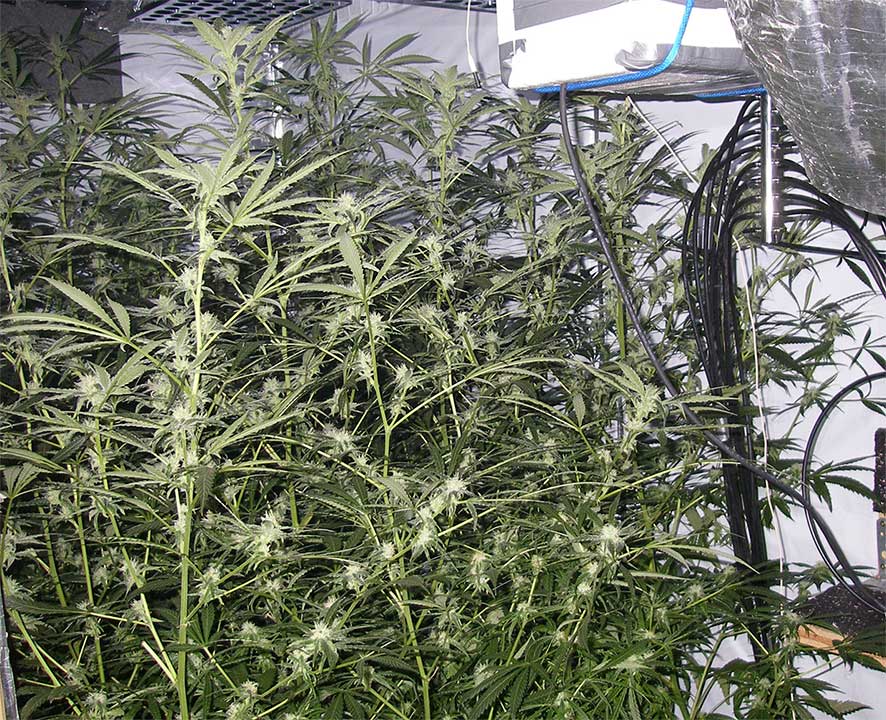 trainwreck cannabis pics