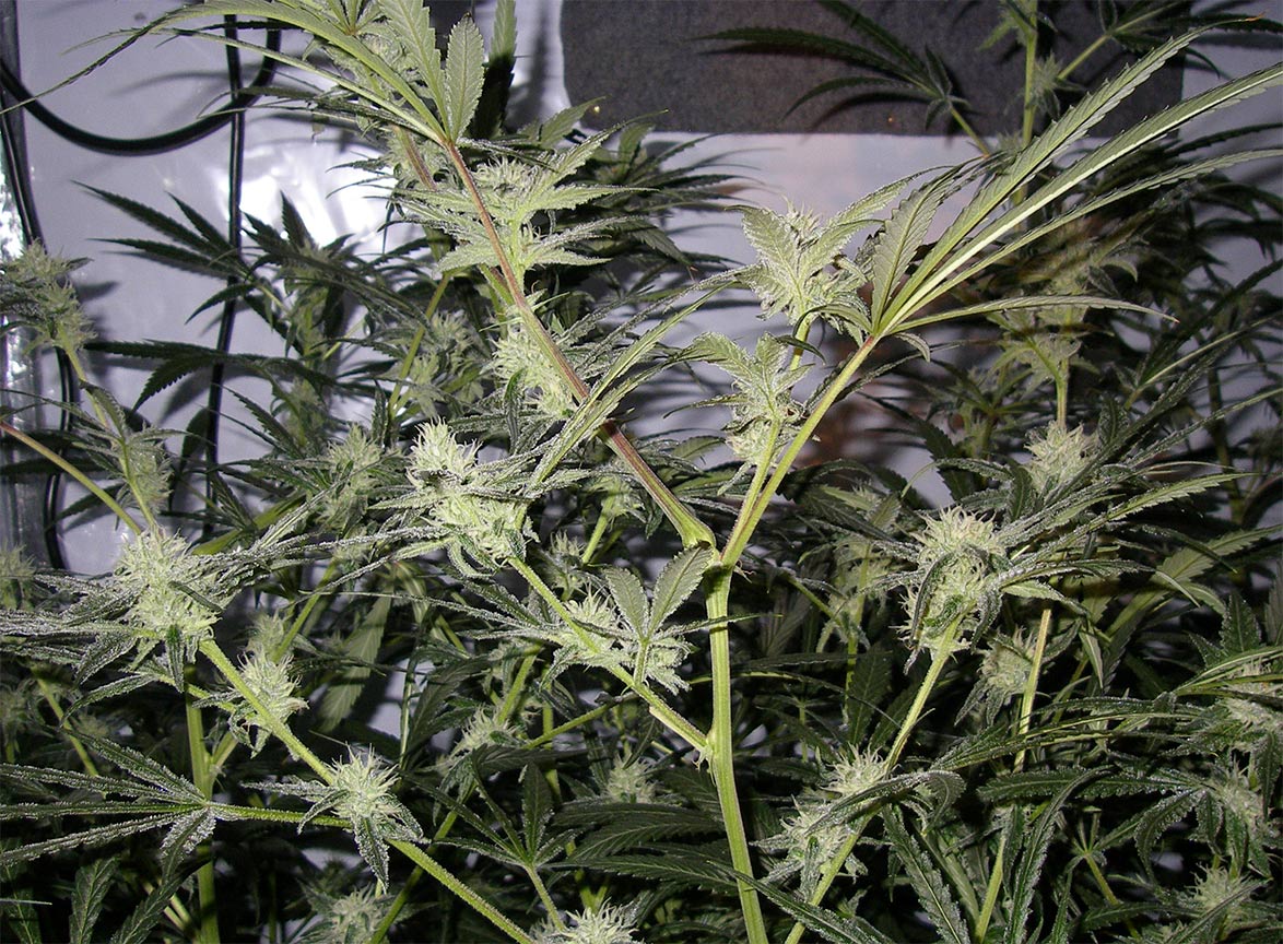 trainwreck cannabis pics