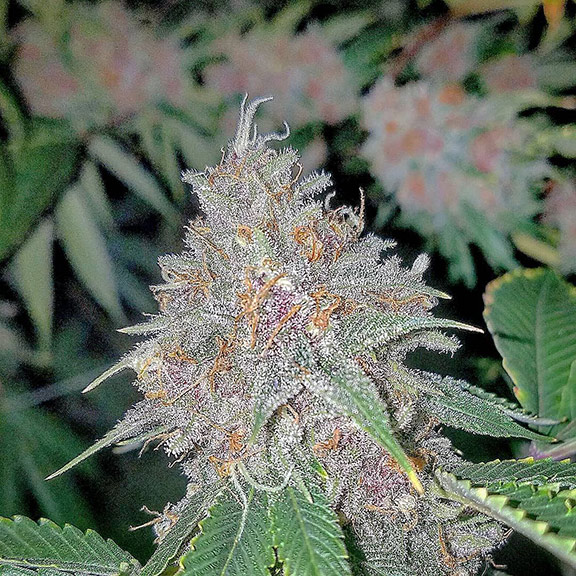 triangle kush cannabis pics