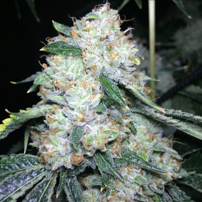 triangle kush cannabis pics