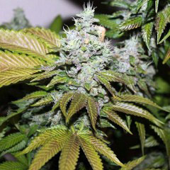 triangle kush cannabis pics