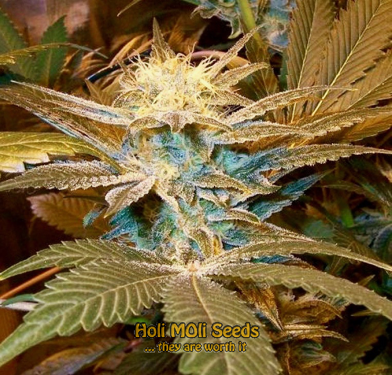 true og cannabis pics