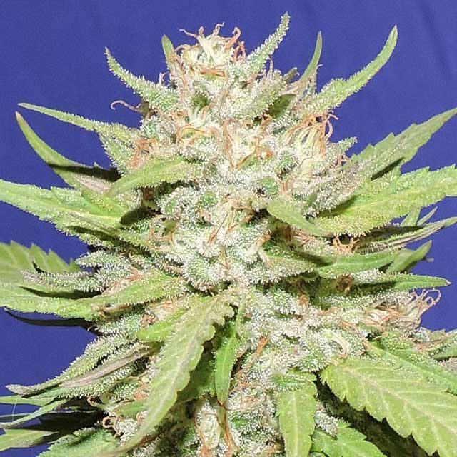 wedding cake cannabis pics