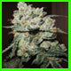 white fire kush photo link