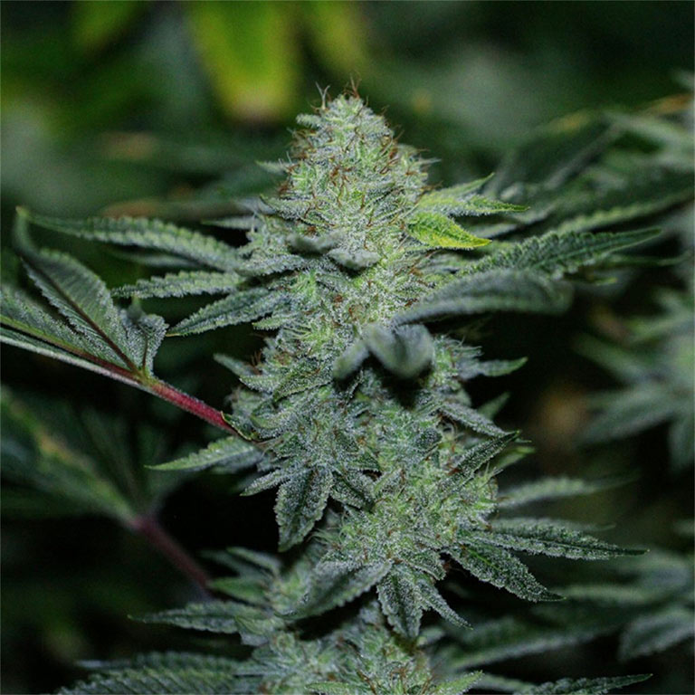 white gorrilla Marijuana Pics