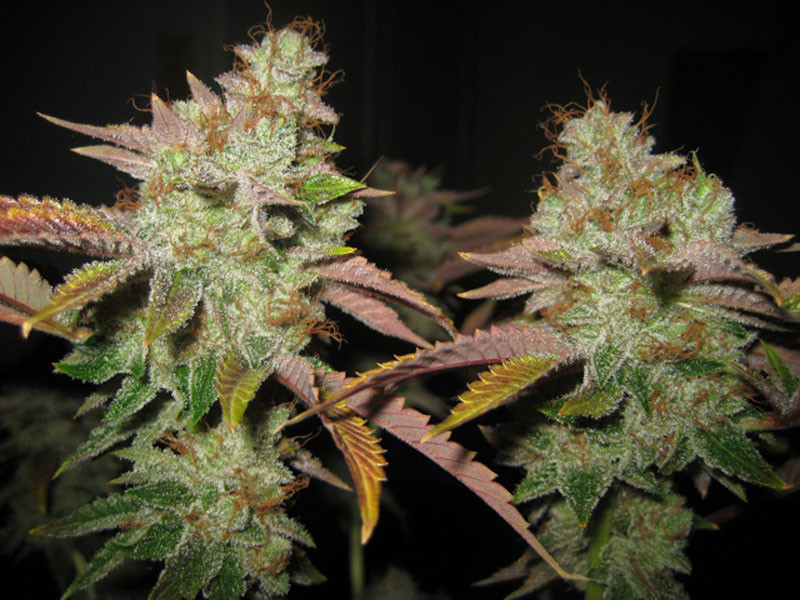 white master kush Marijuana Pics