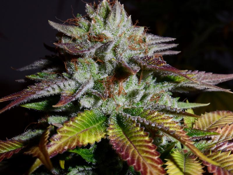 white master kush Marijuana Pics