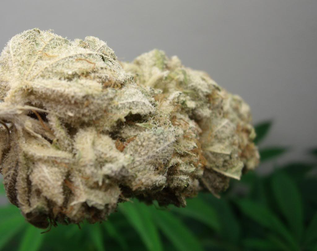 white master kush Marijuana Pics