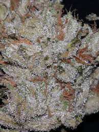 white master kush Marijuana Pics