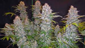 white master kush Marijuana Pics